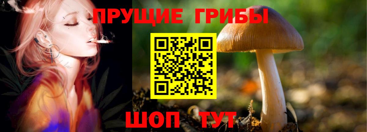 Псилоцибиновые грибы Psilocybine cubensis Моздок